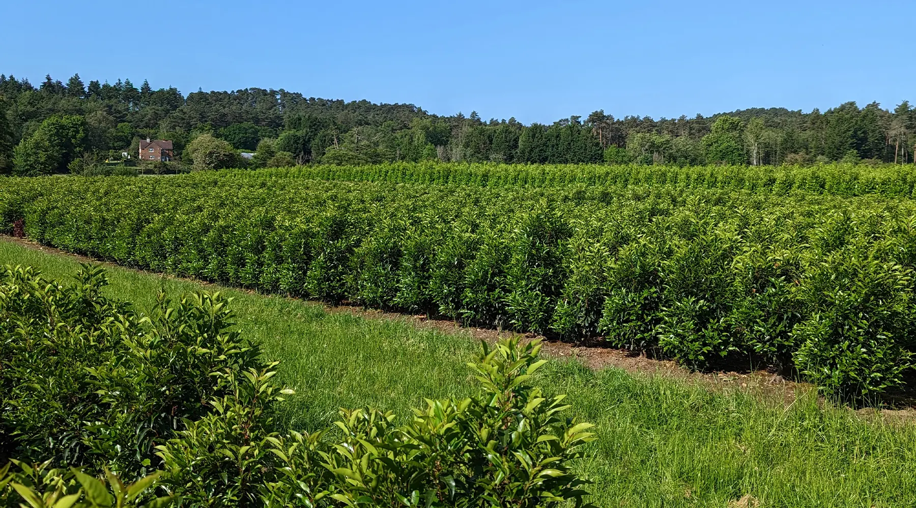 Timeless Greenery From Our Family