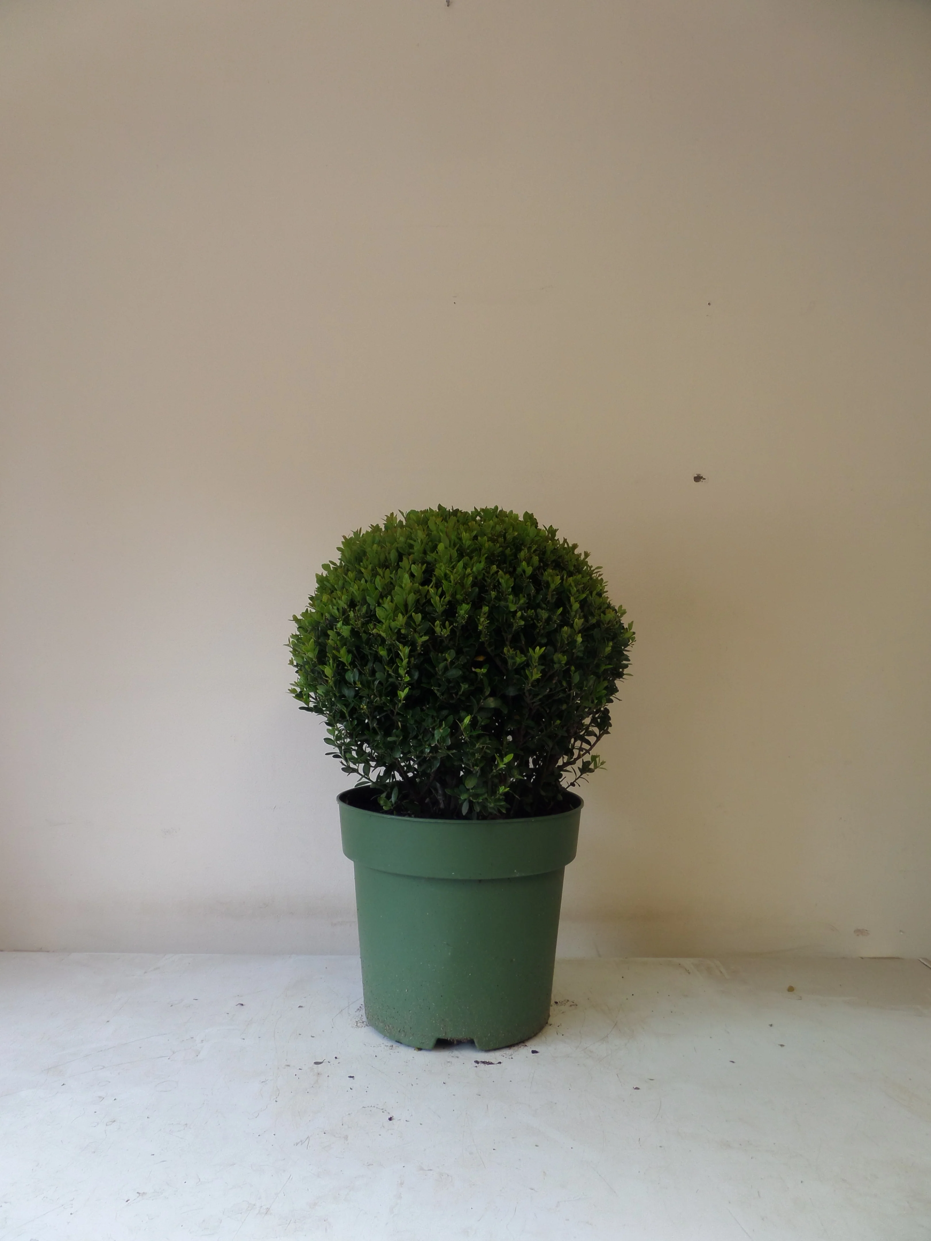 Topiary Hedging