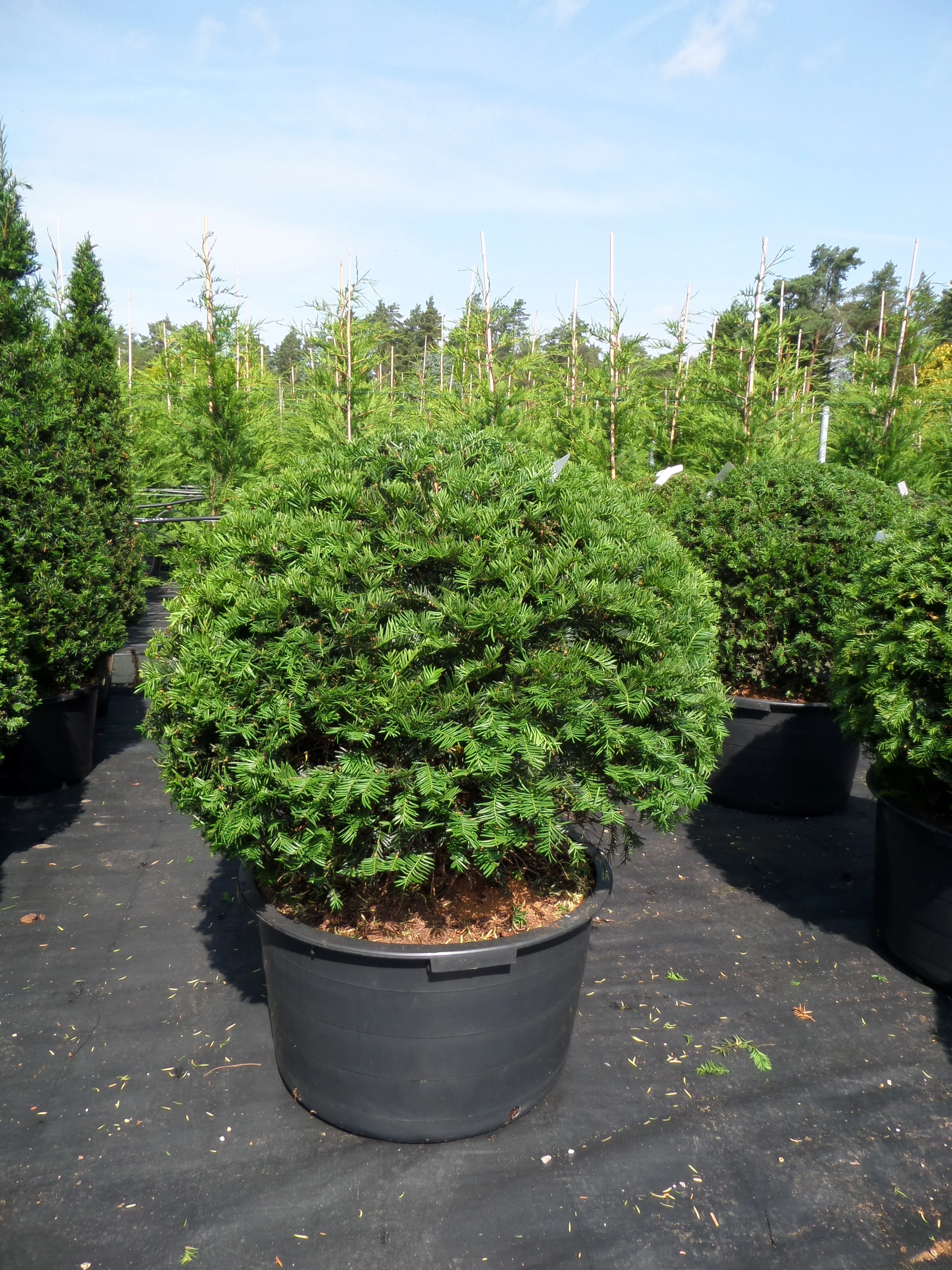 Topiary and Pleached Hedging