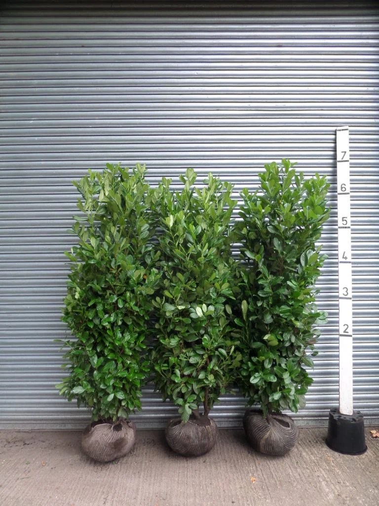 Laurel Hedging