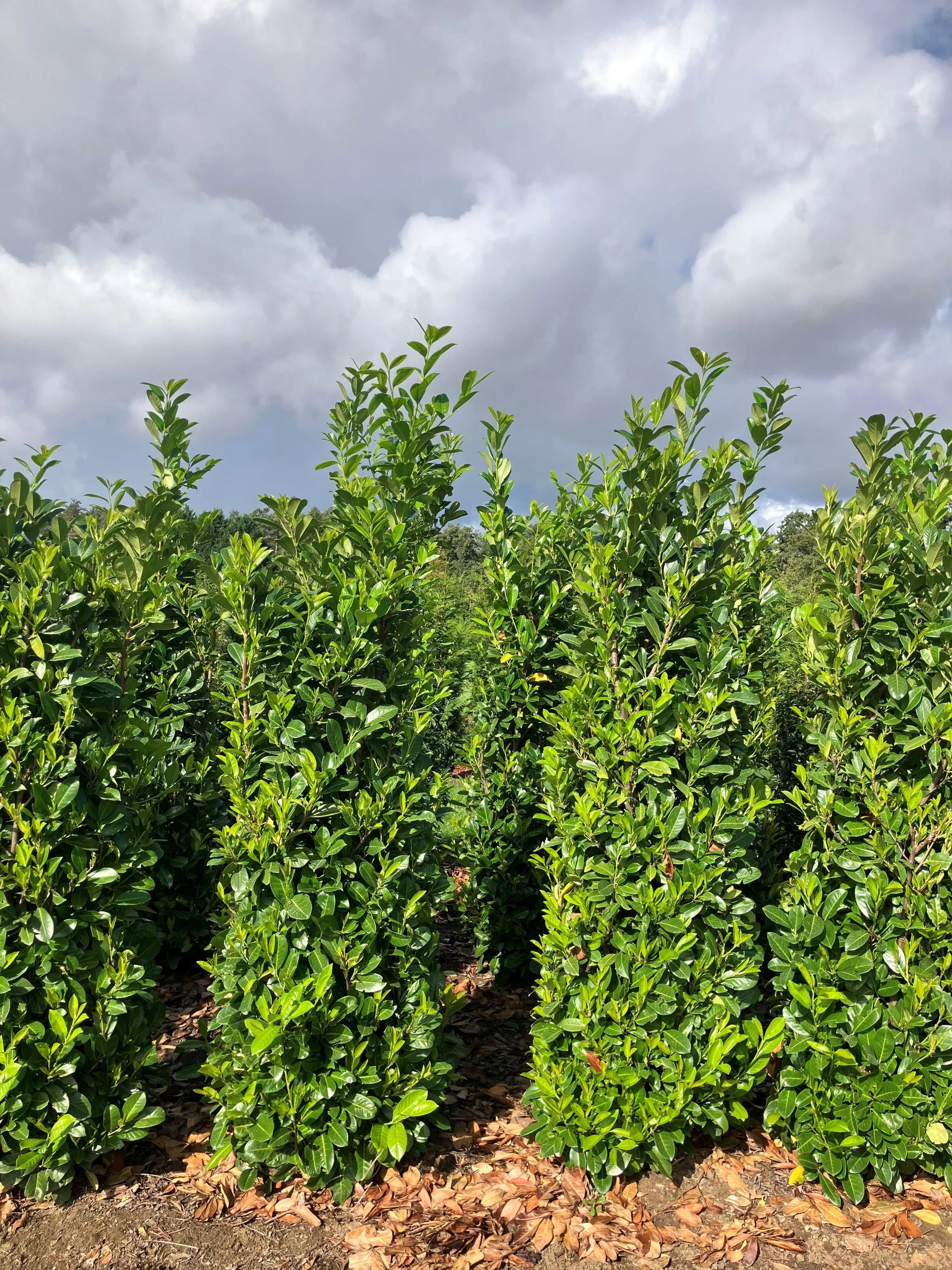 Root Ball Hedging